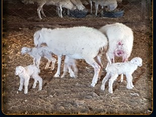 정상 출산한 어미양과 새끼양