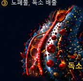 땀샘관 해독